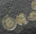 Dactylioceras Ammonite Cluster - Posidonia Shale #50876-2